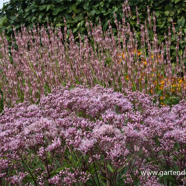 Großer Wasserdost 'Phantom'