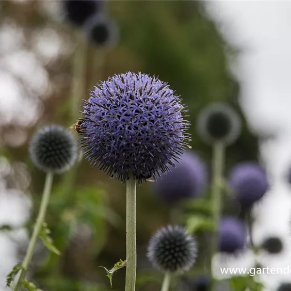 Banater Kugeldistel 'Blue Globe'