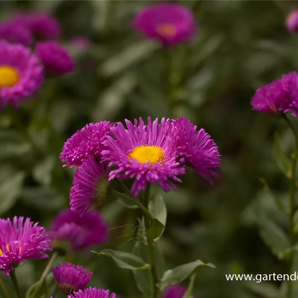 Feinstrahl-Aster 'Rotes Meer'