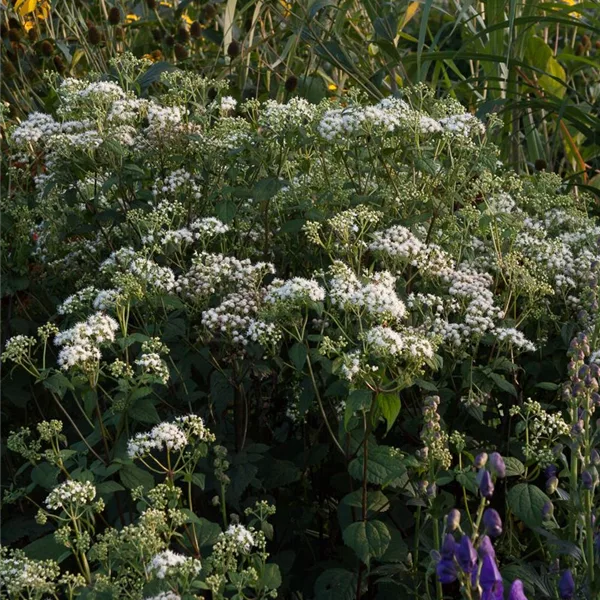 Runzelblättriger Wasserdost
