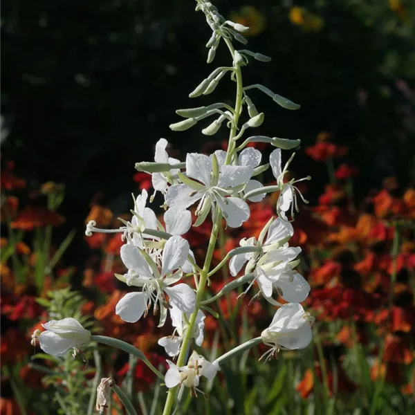Weißblühendes Weidenröschen