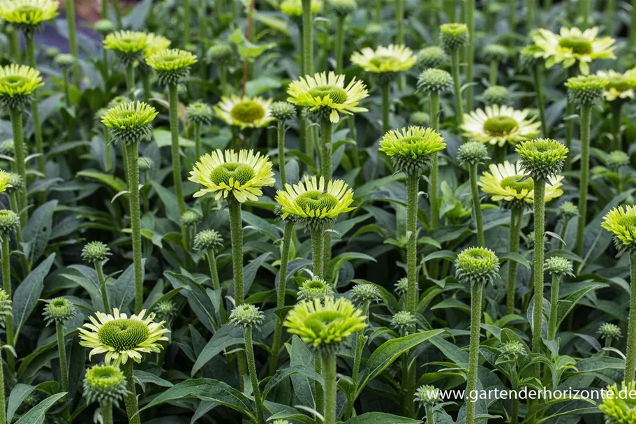 Scheinsonnenhut 'Green Jewel' 1 Liter Topf