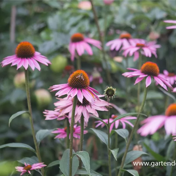 Scheinsonnenhut 'Bienenpflanze Purple Prairie'
