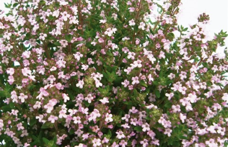 Tyhmian Kräuter-Stauden