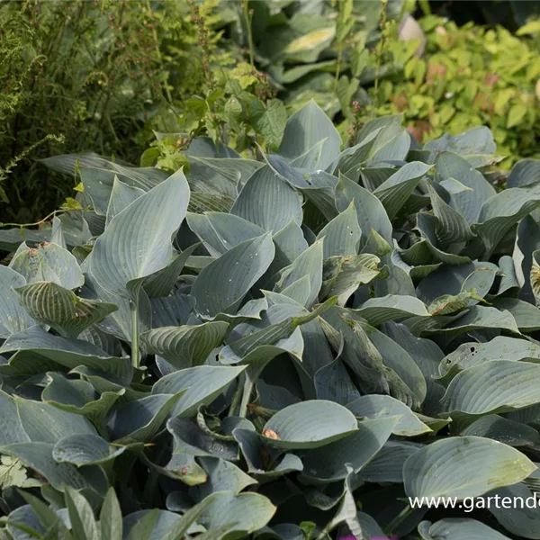 Graublaue Funkie 'Halcyon'