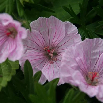 Blut-Storchschnabel 'Vision Light Pink'