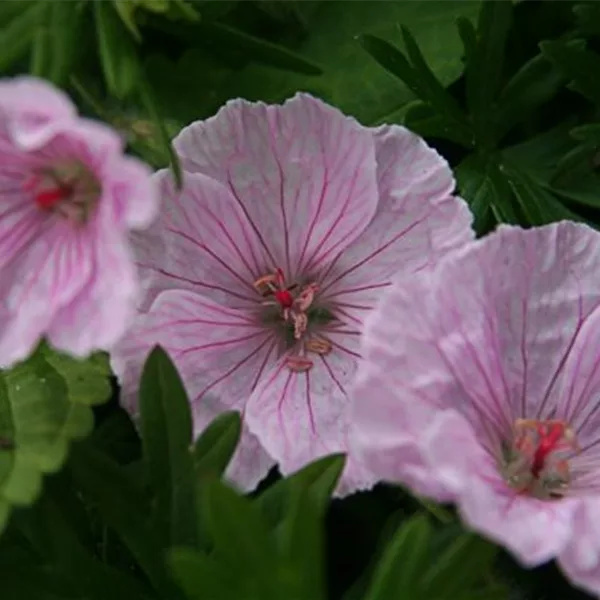 Blut-Storchschnabel 'Vision Light Pink'