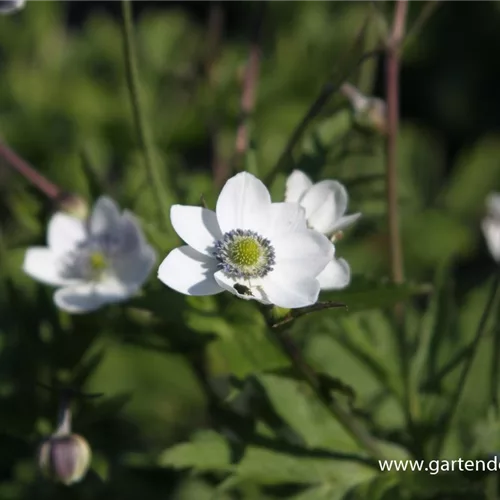 Chinesisches Sommer-Windröschen 