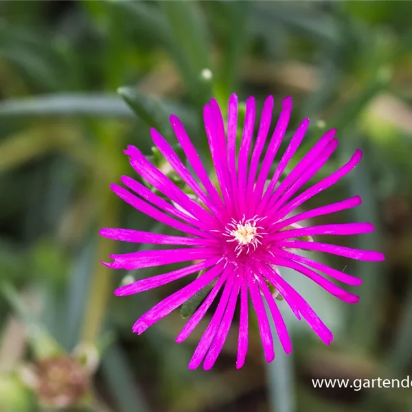 Coopers Mittagsblume