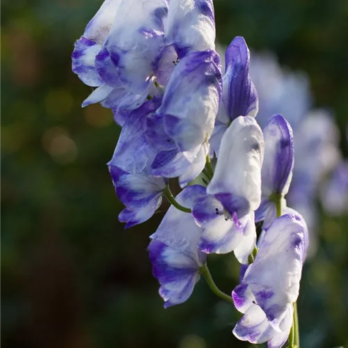 Hoher Herbst-Eisenhut 'Cloudy'