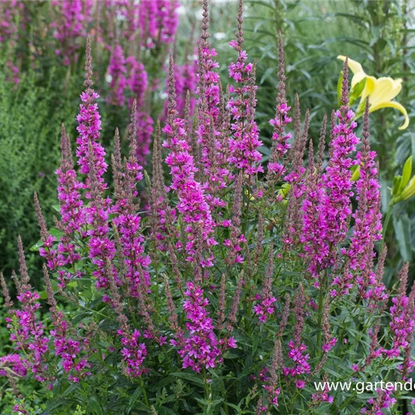 Blut-Weiderich 'Blut-Weiderich' - Lythrum salicaria Blut-Weiderich 'Blut-Weiderich' - Lythrum salicaria