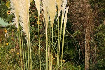 Hohes Pampasgras - Cortaderia selloana, gen. Hohes Pampasgras - Cortaderia selloana, gen.
