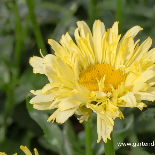 Großblumige Sommer-Margerite 'Goldfinch'