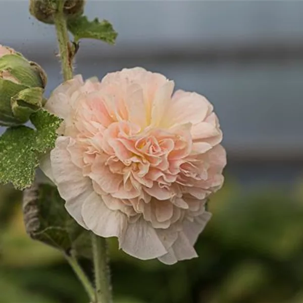 Gefülltblühende Stockrose 'Pleniflora Chaters' lachsrosa