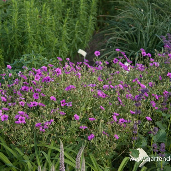 Armenischer Storchschnabel 'Patricia'