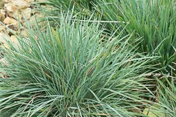 Blaugraues Schillergras 'Blaugraues Schillergras' - Koeleria glauca Blaugraues Schillergras 'Blaugraues Schillergras' - Koeleria glauca