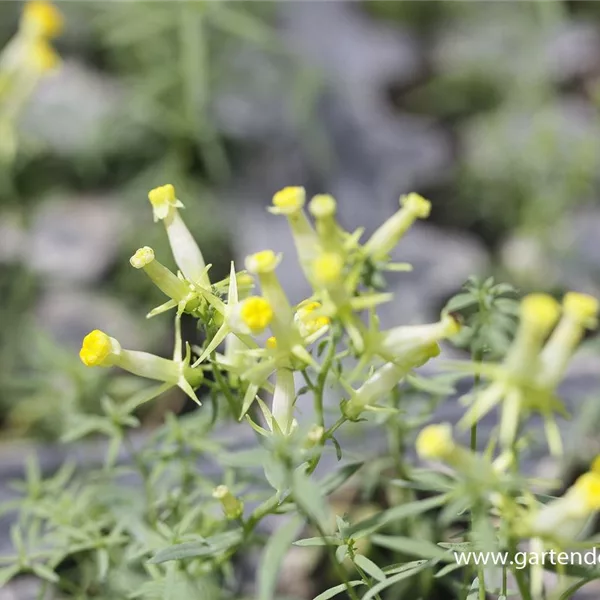 Gewöhnliches Leinkraut 'Peloric Form'
