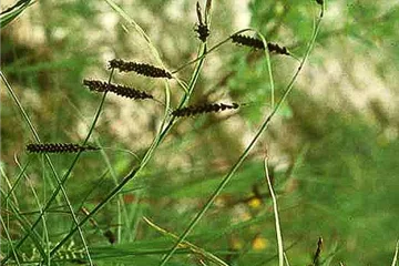 Blaugrüne Segge - Carex flacca Blaugrüne Segge - Carex flacca