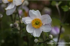 Herbst-Anemone 'Ruffled Swan'® 9 x 9 cm Topf 0,5 Liter 