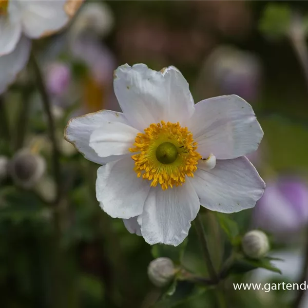 Herbst-Anemone 'Ruffled Swan'®