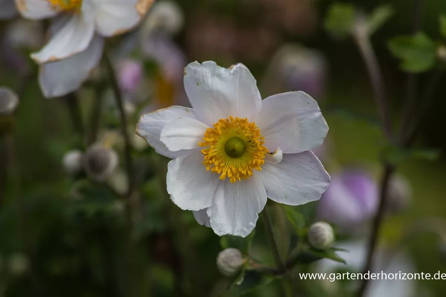 Herbst-Anemone 'Ruffled Swan'® 9 x 9 cm Topf 0,5 Liter 
