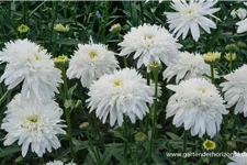 Gefüllte Sommer-Margerite 'Eisstern' 1,3 Liter Topf