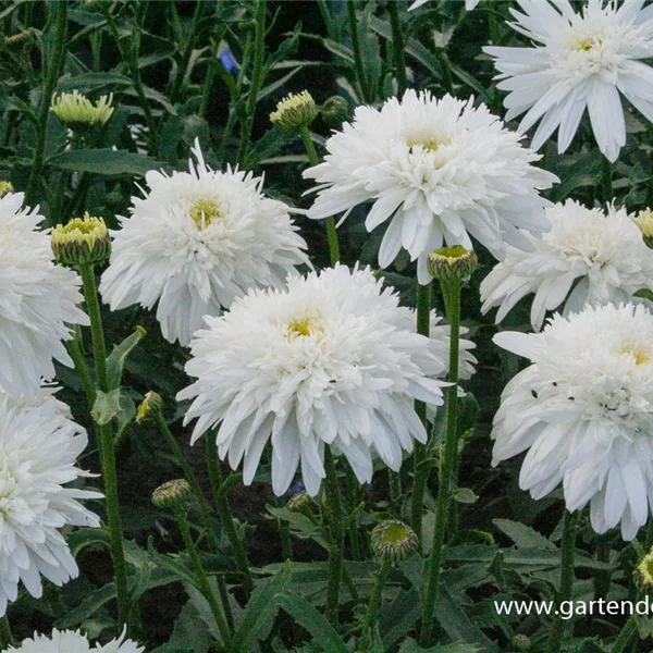Gefüllte Sommer-Margerite 'Eisstern'