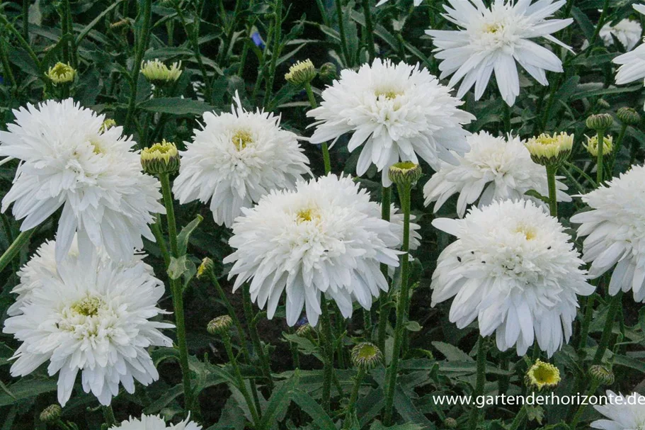 Gefüllte Sommer-Margerite 'Eisstern' 1,3 Liter Topf
