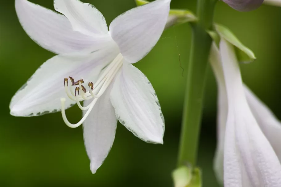 Duftende Lilien-Funkie 'Venus' 2 Liter Topf