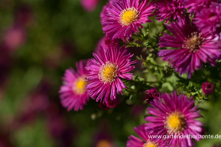 Glattblatt-Aster 'Crimson Brocade' 1 Liter Topf