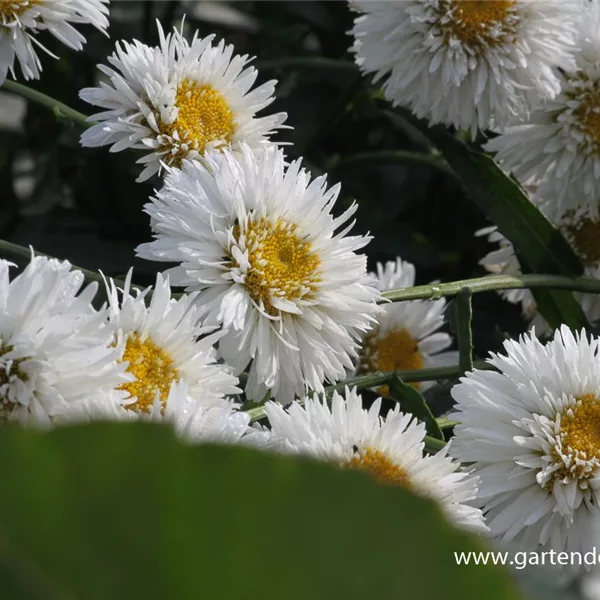 Gefüllte Sommer-Margerite 'Snehurka'
