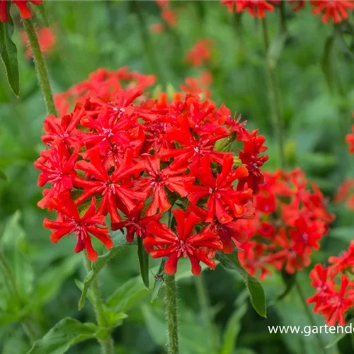 Brennende Liebe, Lichtnelke