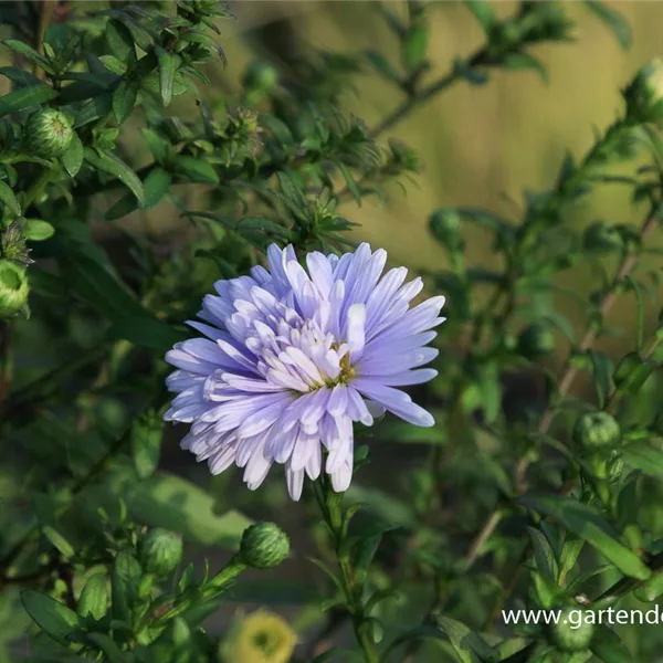 Glattblatt-Aster 'Porzellan'