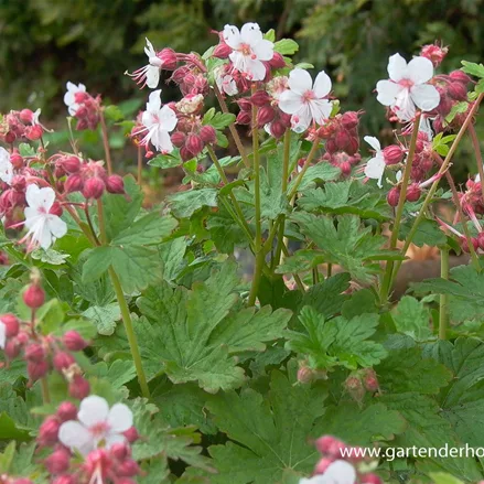 Felsen-Storchschnabel 'Spessart'