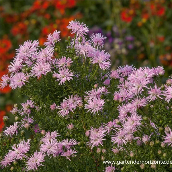 Glattblatt-Aster 'Rosenquarz'