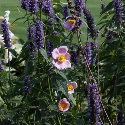 Duftnessel 'Black Adder' Duftnessel 'Black Adder'