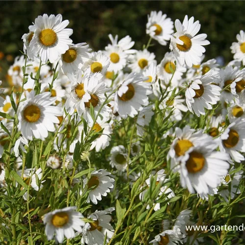 Herbstmargerite