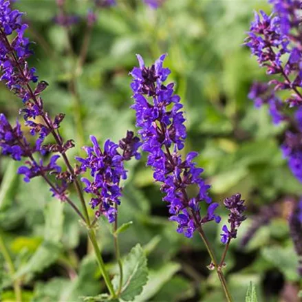 Duftnessel 'Little Adder' Duftnessel 'Little Adder'