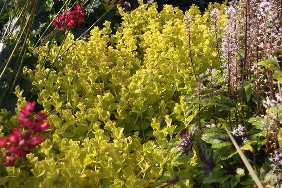Gelblaubiges Pfennigkraut 'Aurea' 9 x 9 cm Topf 0,5 Liter