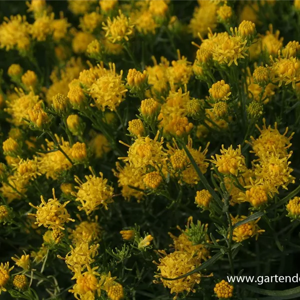 Goldhaar-Aster
