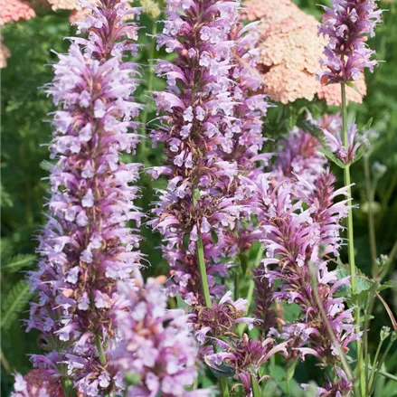 Duftnessel 'Cotton Candy' Duftnessel 'Cotton Candy'