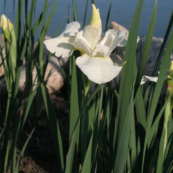 Bartlose Wiesen-Schwertlilie 'White Swirl'