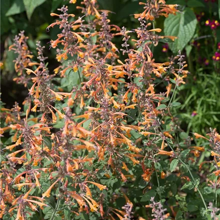 Duftnessel 'Apricot Sprite' Duftnessel 'Apricot Sprite'