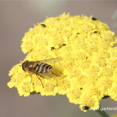 Goldquirl-Garbe 'Moonshine'