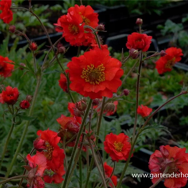 Chilenische Nelkenwurz 'Rubin'