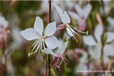 Prachtkerze 'Whirling Butterflies' 1 Liter Topf