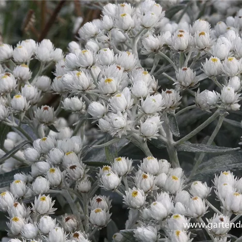 Perlkörbchen 'Perlkörbchen'