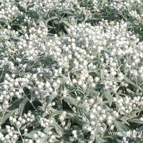 Perlkörbchen 'Sommerschnee'