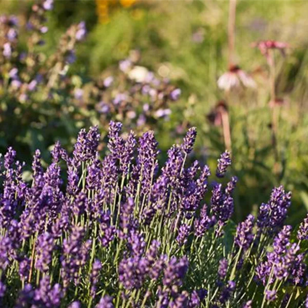 Lavendel 'Early Hidcote' - Lavandula angustifolia 'Early Hidcote' Lavendel 'Early Hidcote' - Lavandula angustifolia 'Early Hidcote'