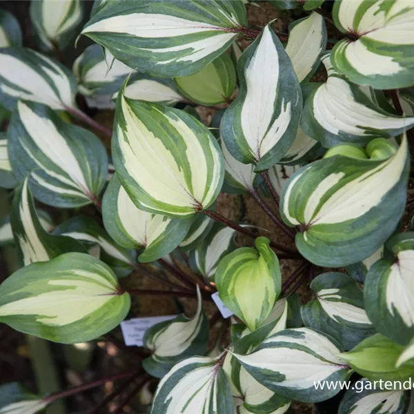 Rotstielige Funkie 'Raspberry Sundae'